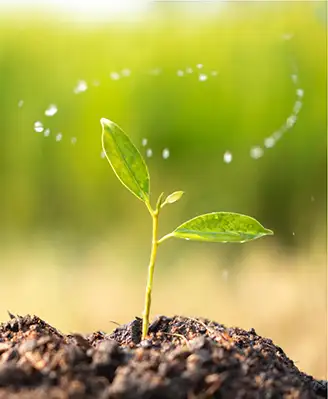 Water droplets around a budding seedling with two leves